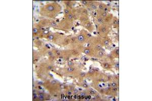 PHF12 Antibody immunohistochemistry analysis in formalin fixed and paraffin embedded human liver tissue followed by peroxidase conjugation of the secondary antibody and DAB staining. (PHF12 Antikörper  (C-Term))