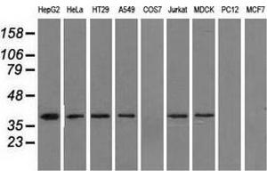 Western blot analysis of extracts (35 µg) from 9 different cell lines by using anti-IDH3A monoclonal antibody.