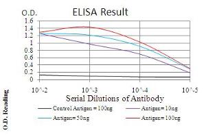 Fig. (Emerin Antikörper  (AA 1-222))