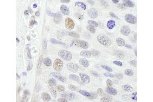 Immunohistochemistry (IHC) image for anti-NLR Family, Pyrin Domain Containing 2 (NLRP2) (AA 704-754) antibody (ABIN7448989) (NLRP2 Antikörper  (AA 704-754))
