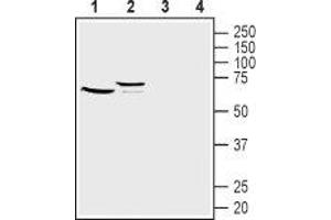 Western blot analysis of mouse (lanes 1 and 3) and rat (lanes 2 and 4) kidney lysates: - 1,2. (FZD1 Antikörper  (Extracellular, N-Term))