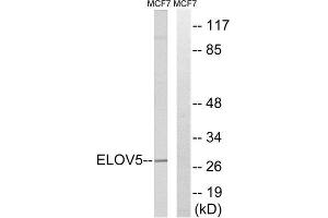 Western Blotting (WB) image for anti-ELOVL Fatty Acid Elongase 5 (ELOVL5) (C-Term) antibody (ABIN1851296) (ELOVL5 Antikörper  (C-Term))