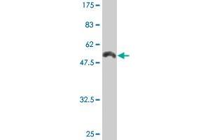 Western Blot detection against Immunogen (51. (HLA-DRB4 Antikörper  (AA 30-266))