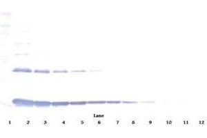 Image no. 5 for anti-Interleukin 1 alpha (IL1A) antibody (ABIN465408) (IL1A Antikörper)