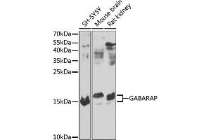 Western blot analysis of extracts of various cell lines, using GABARAP antibody (ABIN6134237, ABIN6140873, ABIN6140876 and ABIN6217999) at 1:1000 dilution. (GABARAP Antikörper  (AA 1-100))