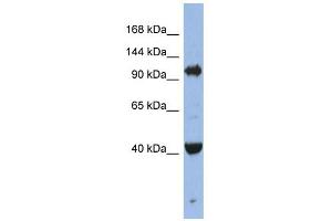 EIF2C4 antibody used at 1 ug/ml to detect target protein.