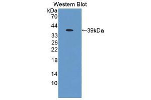 Western blot analysis of the recombinant protein. (SSR1 Antikörper  (AA 19-286))