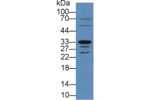 Detection of Arg2 in Rat Small intestine lysate using Polyclonal Antibody to Arginase II (Arg2) (ARG2 Antikörper  (AA 23-354))