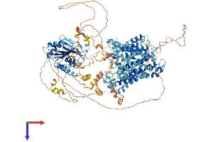 SLC4A2 Protein (AA 1-1237) (His tag)