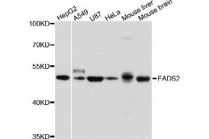 Western blot analysis of extract of various cells, using FADS2 antibody.
