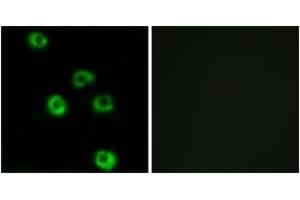 Immunofluorescence analysis of COS7 cells, using LPHN2 Antibody. (LPHN2 Antikörper  (AA 551-600))
