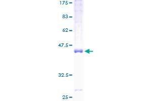 F162A Protein (AA 1-154) (GST tag)