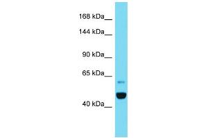 Host: Rabbit  Target Name: Ipo11  Sample Tissue: Rat Pancreas lysates  Antibody Dilution: 1. (Importin 11 Antikörper  (C-Term))