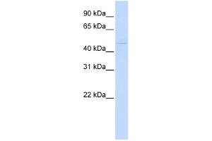 WB Suggested Anti-ZBTB43 Antibody Titration:  0. (ZBTB43 Antikörper  (N-Term))