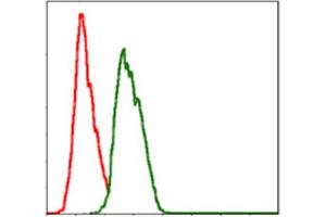 Immunofluorescence analysis of Hela cells using NEDD8 antibody (green).