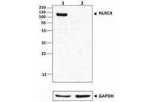 Western Blotting (WB) image for anti-NLR Family, CARD Domain Containing 4 (NLRC4) antibody (ABIN2665296)
