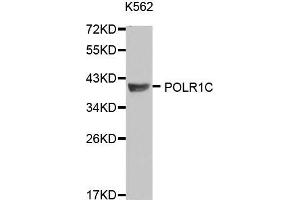 Western blot analysis of extracts of K562 and SW480 cells, using POLR1C antibody. (POLR1C Antikörper  (AA 1-200))