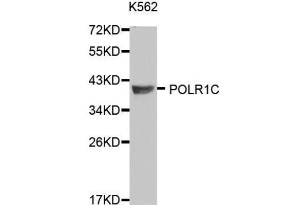 POLR1C 抗体  (AA 1-200)
