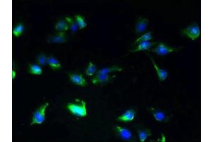 Immunofluorescent analysis of U251 cells using ABIN7146360 at dilution of 1:100 and Alexa Fluor 488-congugated AffiniPure Goat Anti-Rabbit IgG(H+L) (SLC25A25 Antikörper  (AA 1-189))