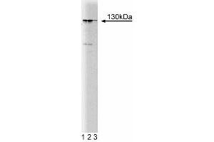 Western blot analysis of MYPT1 on a rat cerebrum lysate. (PPP1R12A Antikörper  (AA 723-840))