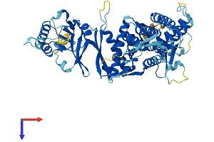 MKKS Protein (AA 1-570) (His tag)