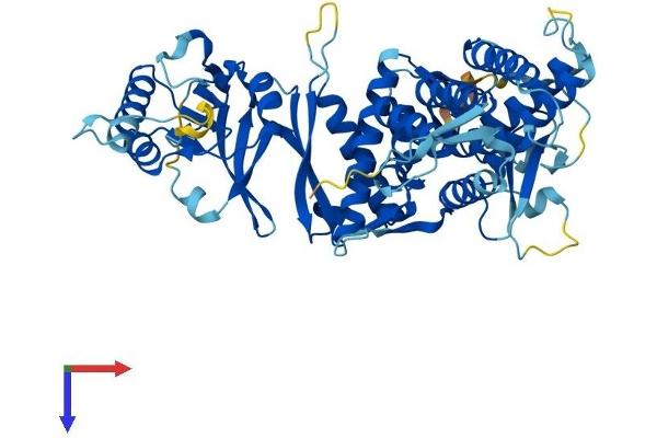 MKKS Protein (AA 1-570) (His tag)