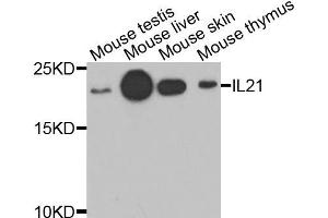 Western blot analysis of extracts of various cells, using IL21 antibody. (IL-21 Antikörper)
