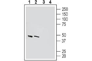 Western blot analysis of mouse brain lysates (lanes 1 and 3) and rat brain synaptosome lysates (lanes 2 and 4): 1-2. (Homer Homolog 1 (HOMER1) Peptid)
