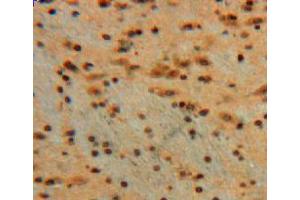 Used in DAB staining on fromalin fixed paraffin-embedded brain tissue (Galectin 3 Antikörper  (AA 1-262))