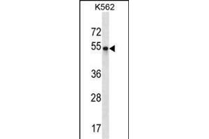 POU3F2 Antibody (Center) (ABIN1538047 and ABIN2848495) western blot analysis in K562 cell line lysates (35 μg/lane). (POU3F2 Antikörper  (AA 199-226))