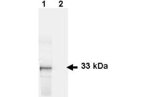Western Blotting (WB) image for anti-Green Fluorescent Protein (GFP) (AA 246) antibody (Biotin) (ABIN100087) (GFP Antikörper  (AA 246) (Biotin))