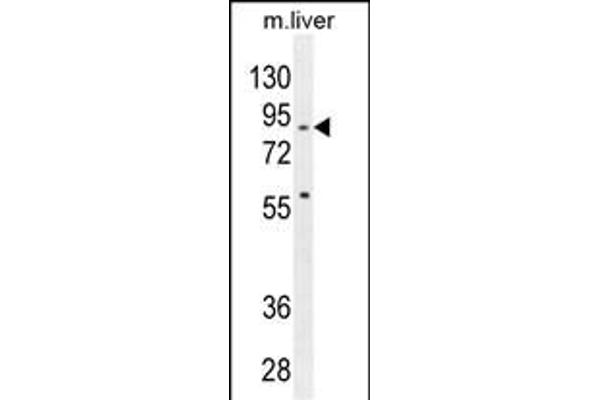 SPIRE2 Antikörper  (AA 285-313)