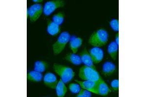 IF analysis of MEK7/MAP2K7 using anti-MEK7/MAP2K7 antibody (ABIN3043875). (MAP2K7 Antikörper  (N-Term))