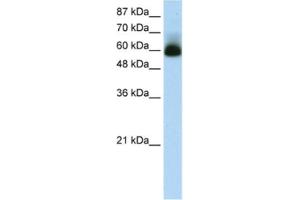 Western Blotting (WB) image for anti-Zinc Finger Protein 307 (ZKSCAN4) antibody (ABIN2461252) (ZKSCAN4 Antikörper)