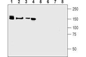 Western blot analysis of mouse brain (lanes 1 and 5), rat brain (lanes 2 and 6), human brain neuroblastoma (SH-SY5Y) cells (lanes 3 and 7) and rat Pheochromocytoma (PC-12) cells (lanes 4 and 8): - 1-4. (Neurexin 3 Antikörper  (Extracellular, N-Term))