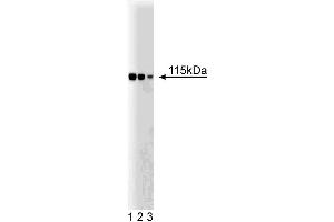 Western blot analysis of KSR-1 on a RSV-3T3 lysate. (KSR1 Antikörper  (AA 90-203))
