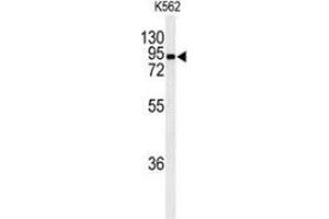 Western blot analysis of EFHC2 (arrow) in K562 cell line lysates (35ug/lane) using EFHC2  Antibody (N-term).
