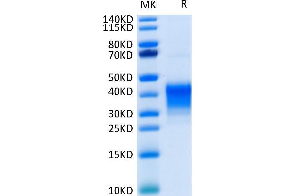 CD7 Protein (CD7) (His-Avi Tag)