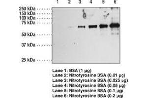 Image no. 1 for anti-Nitrotyrosine antibody (ABIN2451584) (Nitrotyrosine Antikörper)
