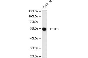 Western blot analysis of extracts of rat lung, using ERRFI1 antibody (ABIN6127851, ABIN6140298, ABIN6140299 and ABIN6216965) at 1:3000 dilution. (ERRFI1 Antikörper  (AA 223-462))