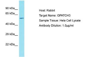Host: Rabbit Target Name: GPATCH3 Sample Tissue: Human Hela Whole cell Antibody Dilution: 1ug/ml