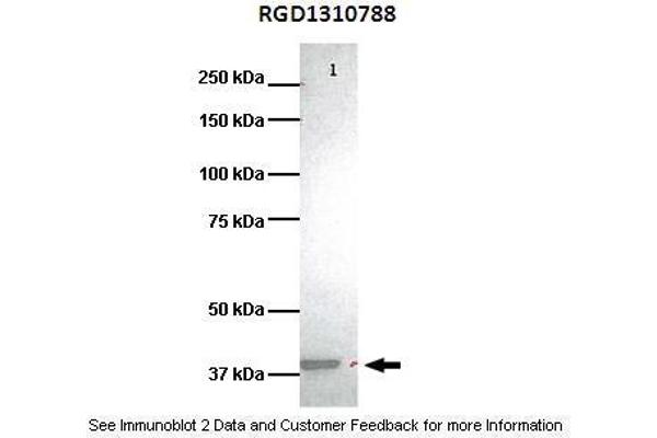 HVCN1 Antikörper  (C-Term)