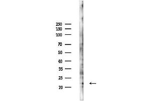 Western blot analysis of lysates from Mouse testis, using FGF21 Antibody at 1/1000 dilution.