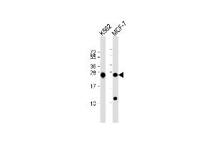 All lanes : Anti-PSMB1 Antibody (C-term) at 1:1000 dilution Lane 1: K562 whole cell lysate Lane 2: MCF-7 whole cell lysate Lysates/proteins at 20 μg per lane. (PSMB1 Antikörper  (C-Term))
