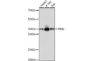 Western blot analysis of extracts of various cell lines, using PIM2 Rabbit mAb (ABIN7269725) at 1:1000 dilution. (PIM2 Antikörper)
