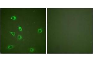 Immunofluorescence analysis of NIH-3T3 cells, using Glucagon Antibody.