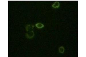 Immunofluorescence staining of methanol-fixed Hela cells using ABL2 antibody showing cytoplasm localization.