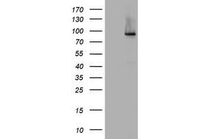 Image no. 4 for anti-Nibrin (NBN) (AA 461-754) antibody (ABIN1491538)