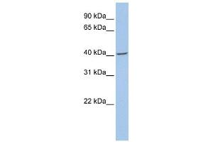 Fibromodulin antibody used at 1 ug/ml to detect target protein. (Fibromodulin Antikörper  (N-Term))