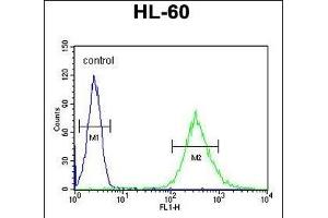 ENASE Antibody (Center) (ABIN655007 and ABIN2844642) flow cytometric analysis of HL-60 cells (right histogram) compared to a negative control cell (left histogram). (ENGASE Antikörper  (AA 326-354))